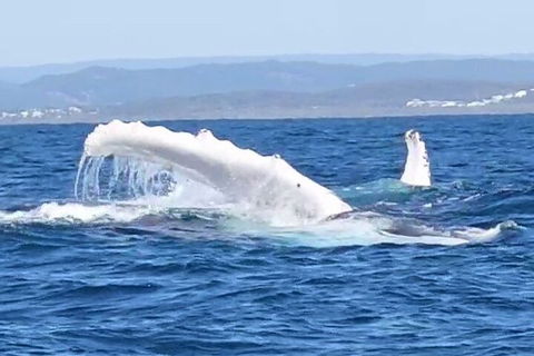 Noosa Whale Watching - Tourism Caloundra 5