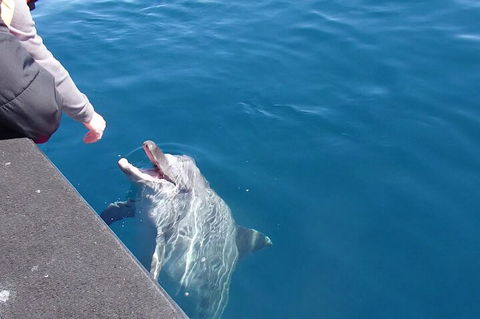 Noosa Wild Dolphin Safari - Tourism Caloundra 0