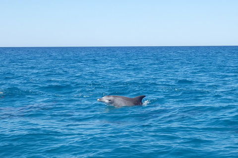 Noosa Wild Dolphin Safari - Tourism Caloundra 1