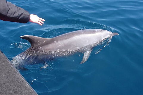 Noosa Wild Dolphin Safari - Tourism Caloundra 2