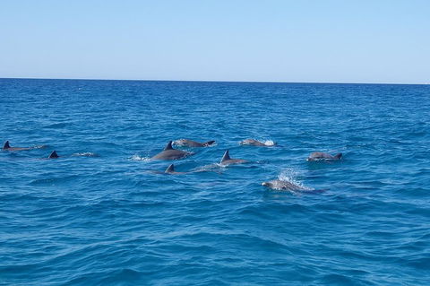 Noosa Wild Dolphin Safari - Tourism Caloundra 3