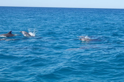 Noosa Wild Dolphin Safari - Tourism Caloundra 4