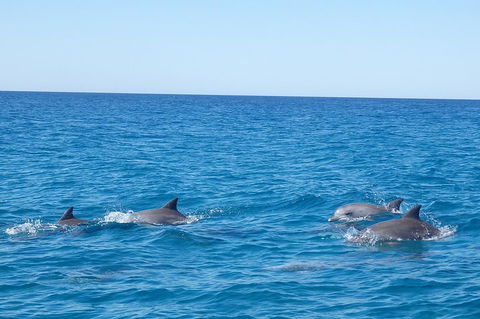 Noosa Wild Dolphin Safari - Tourism Caloundra 5