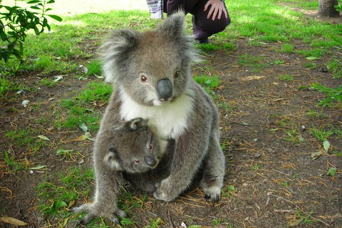 3-Day Private Adelaide To Melbourne Tour - Tourism Caloundra 5