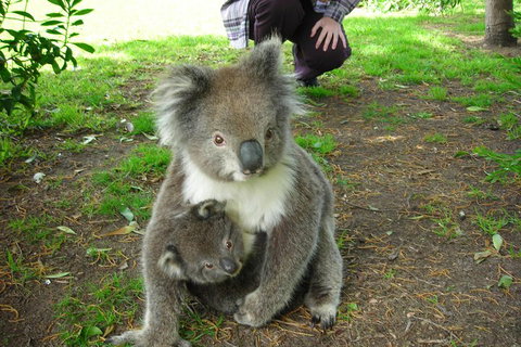 3-Day Adelaide To Melbourne Tour Including The Great Ocean Road - Tourism Caloundra 3