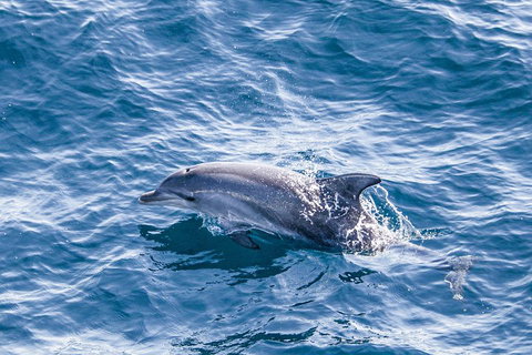 All Inclusive Dolphin And Tangalooma Wrecks Cruise - Tourism Caloundra 1