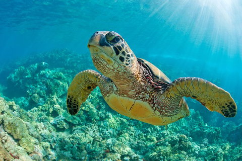 All Inclusive Dolphin And Tangalooma Wrecks Cruise - Tourism Caloundra 3