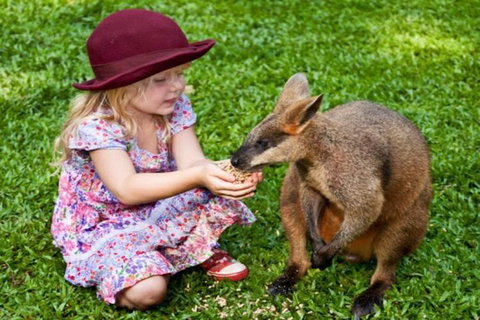 Kuranda Day Tour + HotAir Balloon Combo - Tourism Caloundra 0