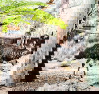 Sydney Taronga Zoo General Entry Ticket and Wild Australia Experience - Tourism Caloundra