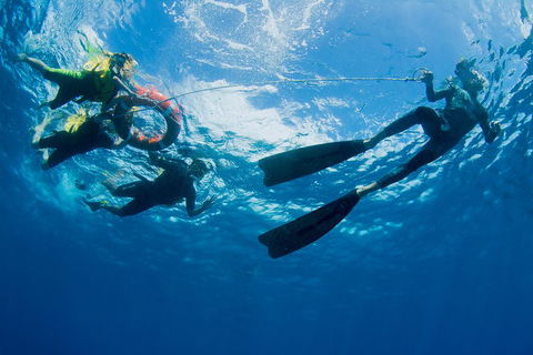 Passions Of Paradise Great Barrier Reef Snorkel And Dive Cruise From Cairns By Luxury Catamaran - Tourism Caloundra 2
