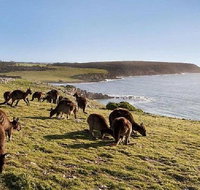 Kangaroo Island Personal Group Tours - Tourism Caloundra