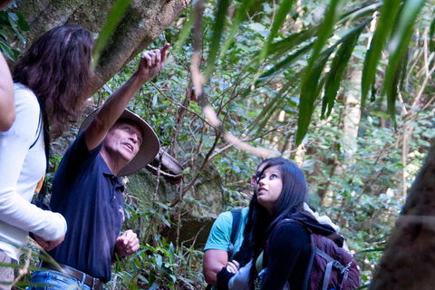 Natural Bridge & Springbrook Waterfalls Tour - Tourism Caloundra 4