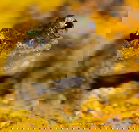 Daintree and Cape Tribulation Full Day Guided Tour - Tourism Caloundra