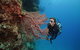Silversonic Outer Great Barrier Reef Dive And Snorkel Cruise From Port Douglas - thumb 0