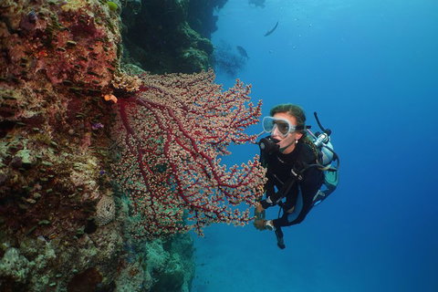 Silversonic Outer Great Barrier Reef Dive And Snorkel Cruise From Port Douglas - Tourism Caloundra 0