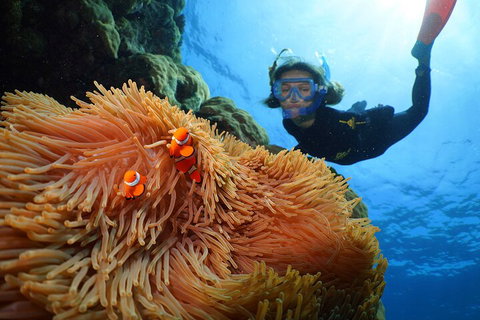 Silversonic Outer Great Barrier Reef Dive And Snorkel Cruise From Port Douglas - Tourism Caloundra 3