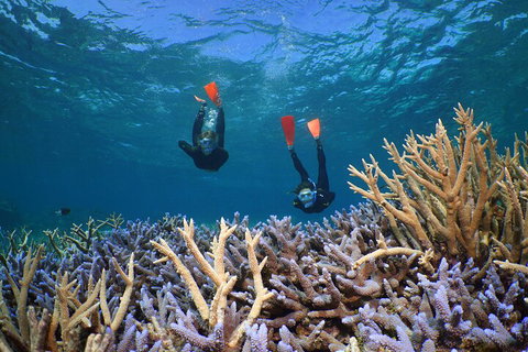 Silversonic Outer Great Barrier Reef Dive And Snorkel Cruise From Port Douglas - Tourism Caloundra 4