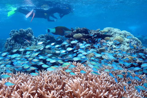 Silversonic Outer Great Barrier Reef Dive And Snorkel Cruise From Port Douglas - Tourism Caloundra 5