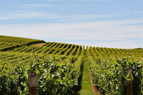 West Tamar Wine Tour - Tourism Caloundra 2