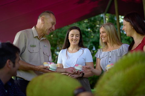 Daintree And Cape Tribulation Tour From Cairns - Tourism Caloundra 5