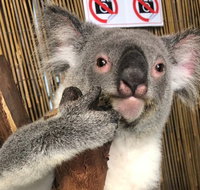 Kuranda Tour Deluxe Course with Kuranda 3 Zoos or Free Course - Tourism Caloundra