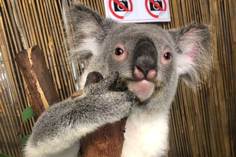 Kuranda Tour Deluxe Course With Kuranda 3 Zoos Or Free Course - Tourism Caloundra 0