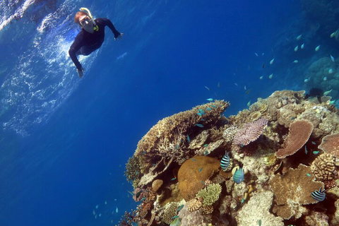 Silverswift Outer Great Barrier Reef Dive And Snorkel Cruise From Cairns - Tourism Caloundra 3