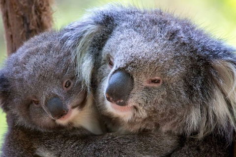 Half-Day Or Full-Day Tour With Private Guide From Melbourne - Tourism Caloundra 1