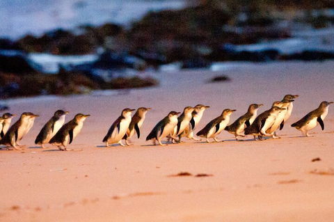 Half-Day Or Full-Day Tour With Private Guide From Melbourne - Tourism Caloundra 5