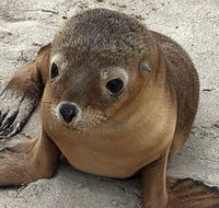 Kangaroo Island Scenic Trail Tour - Tourism Caloundra
