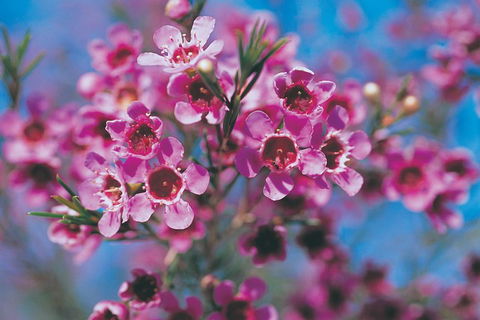 Best Of Perth Wildflower Season Day Trip - Tourism Caloundra 1