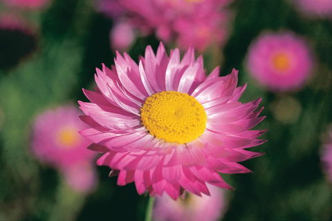 Best Of Perth Wildflower Season Day Trip - Tourism Caloundra 5
