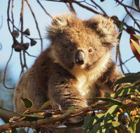 2-Hour Koala Walking Tour in Kangaroo Island - Tourism Caloundra