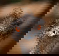 Currumbin Wildlife Sanctuary General Entry Ticket - Tourism Caloundra