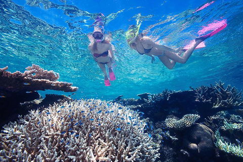 Great Barrier Reef Scenic Helicopter Tour And Cruise From Cairns - Tourism Caloundra 3