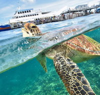 Scenic Helicopter Flight to Moore Reef and Return Snorkeling Cruise from Cairns - Tourism Caloundra