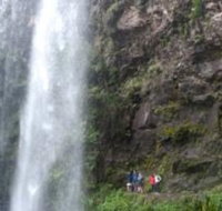 Springbrook National Park Discovery Full-Day Bushwalking Tour - Tourism Caloundra