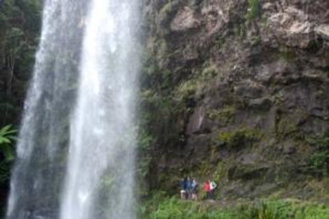 Springbrook National Park Discovery Full-Day Bushwalking Tour - Tourism Caloundra 0