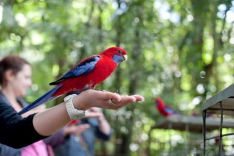 Springbrook National Park Discovery Full-Day Bushwalking Tour - Tourism Caloundra 1