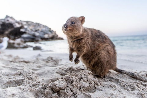 Rottnest Island All-Inclusive Grand Island Tour From Fremantle - Tourism Caloundra 2