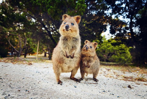 Rottnest Island All-Inclusive Grand Island Tour From Fremantle - Tourism Caloundra 5