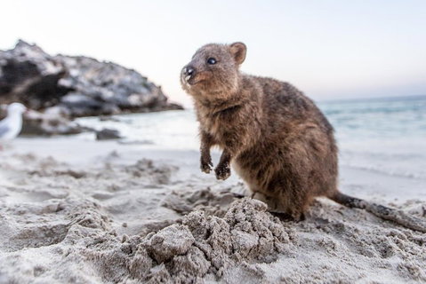 Rottnest Island Bike & Ferry Package From Perth - Tourism Caloundra 5