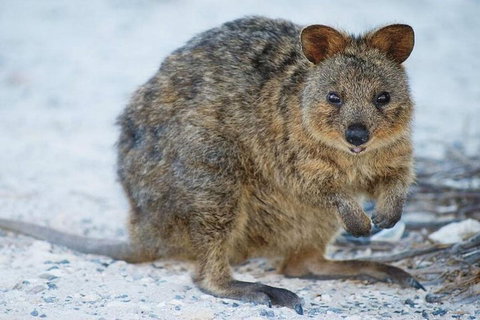 Rottnest Island Bike, Snorkel & Ferry Package From Perth - Tourism Caloundra 3