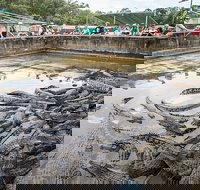 Hartley's Crocodile Adventures Day Trip from Palm Cove - Tourism Caloundra