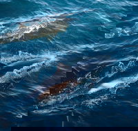 Sydney Whale-Watching Cruise - Tourism Caloundra
