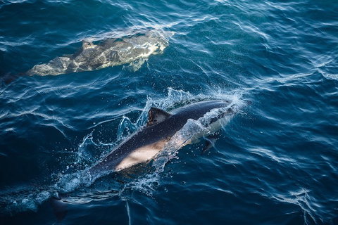 Sydney Whale-Watching Cruise - Tourism Caloundra 0