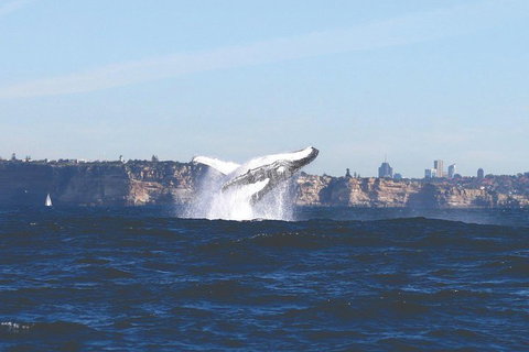 Sydney Whale-Watching Cruise - Tourism Caloundra 3