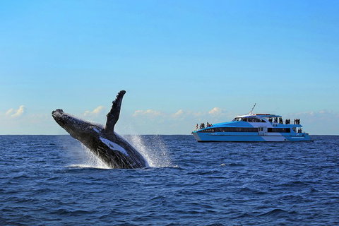 Sydney Whale-Watching Cruise - Tourism Caloundra 5