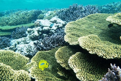 Abrolhos Islands Scenic Flight & Snorkel Adventure From Perth - Tourism Caloundra 4