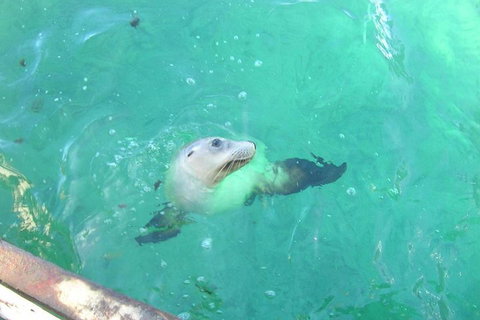 Abrolhos Islands Scenic Flight & Snorkel Adventure From Perth - Tourism Caloundra 5